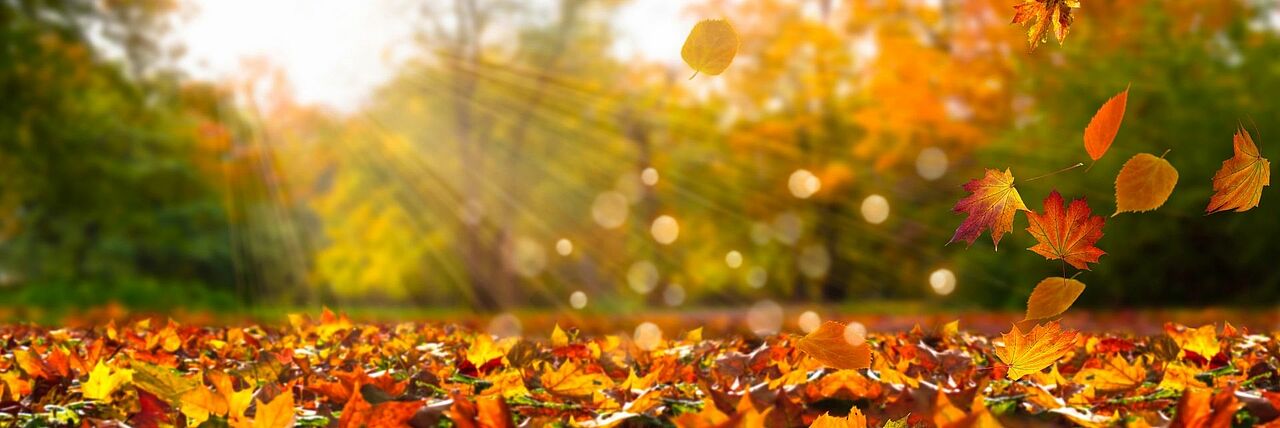 Natur im Herbst
