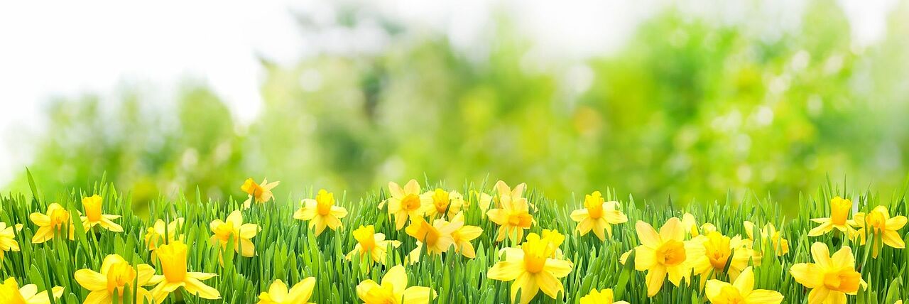 Narzissenfeld im Frühling