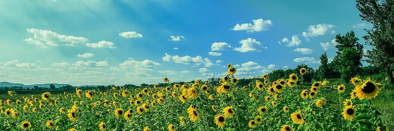 Sonnenblumenfeld 