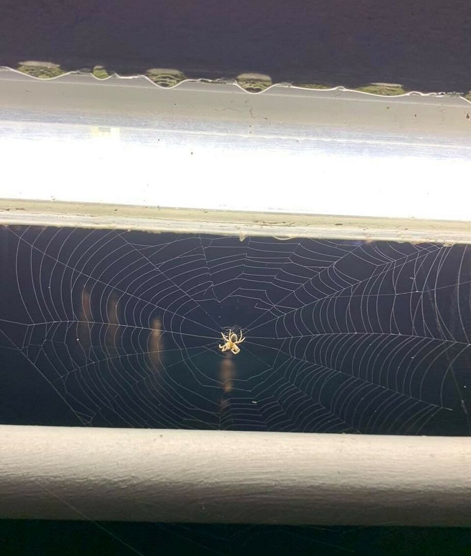 Spinne